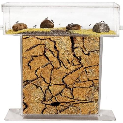 Anthill Natural sand-Kit T acrylic media 15x15x1,5 cm (Ants Shipping)