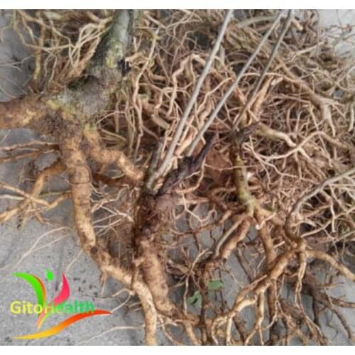 Guanyinchuan, Huanghua Yuanzhi, inverted hanging lotus, nourishing, refreshing, dispersing blood stasis