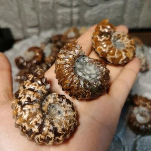 Madagascar Fossils Iridescent Ammonite Natural Conch Stones And Minerals Specimen