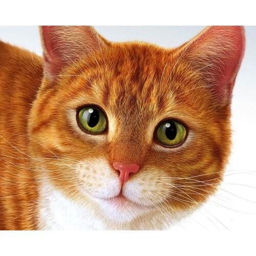 Wall stickers Cross stitch haft diamentowy kit set Full square Cuadros 5D diamond painting 5D tools animal Cat Mosaic art colour