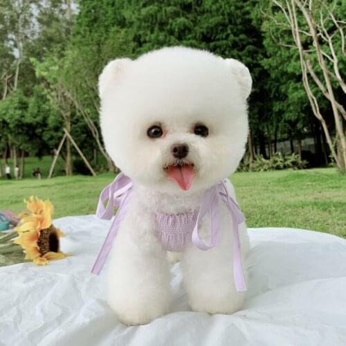 Cat Skirt Dog Dress Puppy Dresses Small Dog Clothes Summer Chihuahua Yorkie Yorkshire Clothing Poodle Pomeranian Pet Apparel