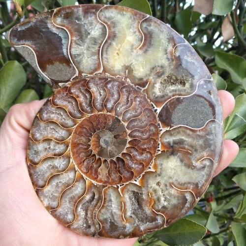 350-360g 100% natural big size madagascar fossils iridescent ammonite natural stones and minerals specimen
