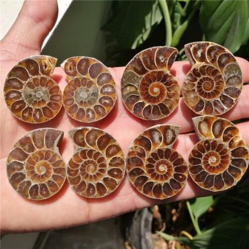 1 Pair of Split Ammonite Fossil Specimen Shell Healing Decoration Madagascar Natural Stones and Minerals