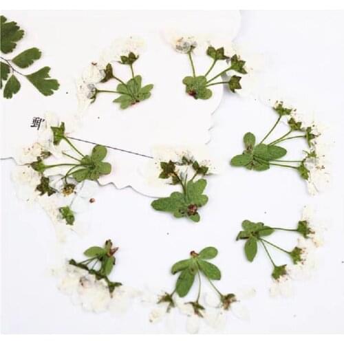 60pcs Pressed Dried Spiraea thunbergii Flower Plant Herbarium For Jewelry Photo Frame Phone Case Bookmark Making DIY