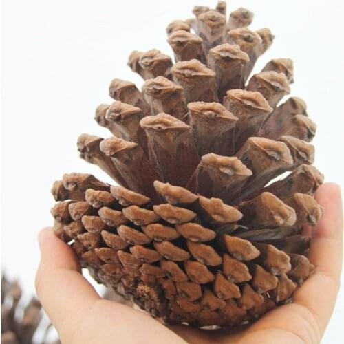 2pcs 10-14cm big size natural Christmas decoration big pine cones