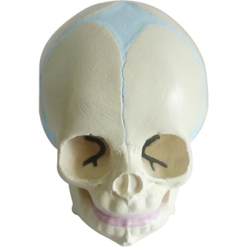 1:1 Human Fetal Baby Infant Anatomical Skull Anatomy Skeleton Model Teaching Supplies Tool for Medical Science Lab Supply