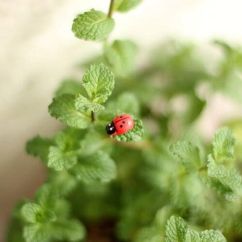 New 10Pcs Mini Ladybird Red Beetle Ladybug Fairy Doll House Garden Decor Ornament