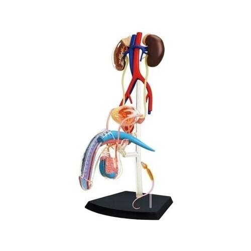 4D MASTER Human assembled model Male genitalia medicine model free shipping