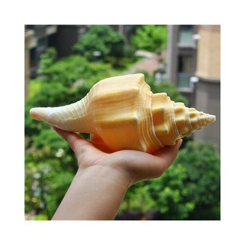 Natural Conch Shell Yellow Snail West Indian Holy Conch Collection Gift Home Decoration Fish Tank Aquarium Coral