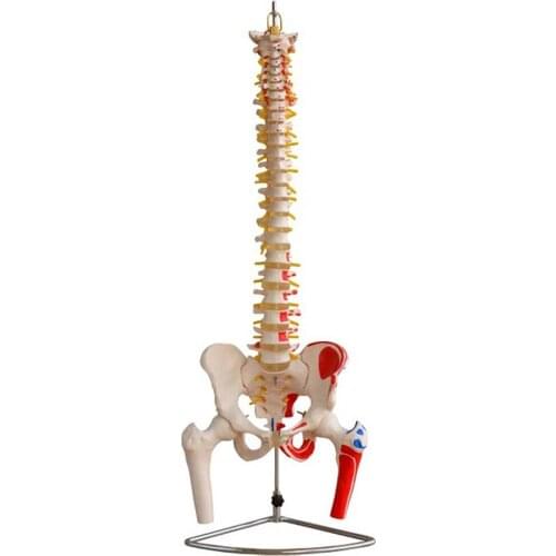 Vertebral Column with Pelvis, Femur Heads and Painted Muscles Spine Vertebrae Model