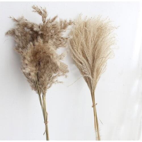 20pcs dried pampas grass natural phragmites&reed flowers&bulrush flowers communis wedding flower bunch