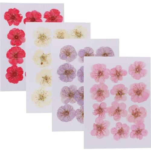 12pcs Pressed/Dried Flower Wintersweet DIY Scrapbook Card Art Craft Material
