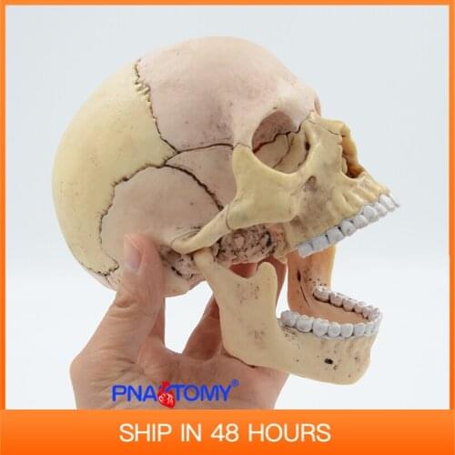 4D MASTER 1:2 Size Skull Anatomy Model Educational Equipment Medical Tool Human Detachable keleton