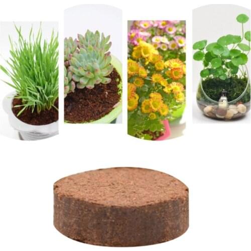 Mini Bonsai Nutritious Soil Cat Grass Meaty Potted Coconut Husk Powder Low Salt