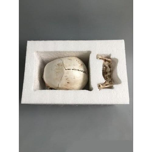 Quality 1: 1 resin skull model painting arts human musculoskeletal anatomy skull skeleton model