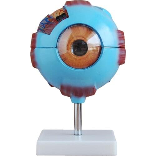Eyeball structure human eyeball anatomy model 6 times magnification eye mold eye vision glasses
