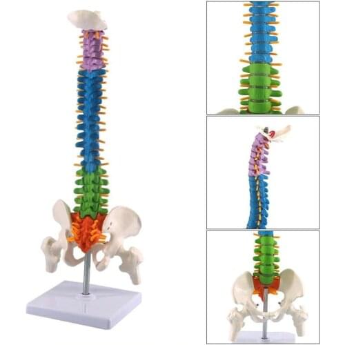 45CM Color Vertical Spine Human Anatomical Anatomy model Medical spinal column skeleton model teaching supplies