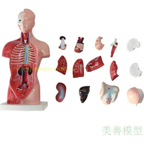 15pcs Mini 28CM Human Anatomy Internal Organ Heart System Structure Esophageal Trachea and Aorta Torso Medical Supplies Toy