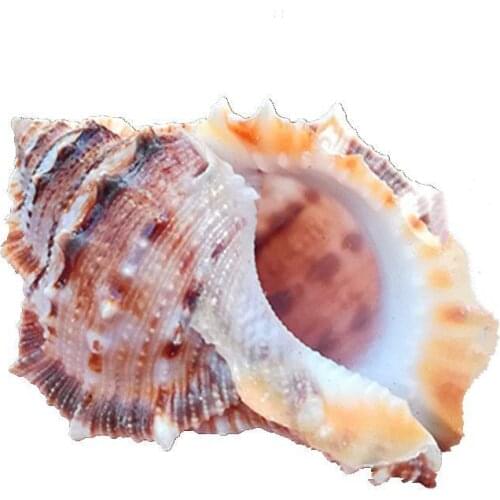 Natural conch shell fish tank landscaping diy hermit crab shell craft nautical party coral shell fish decoration home