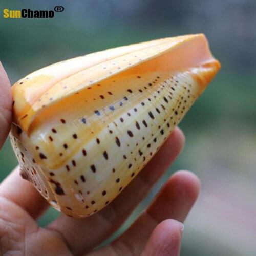 Fashion Mediterranean Conch Shell Black Yellow Conch Aquarium Landscape Decoration Home Micro-landscape Crafts Collection Crafts