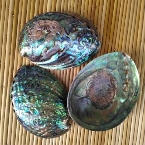 Aqumotic Large Abalone Shell Natural Big Shell Holder Case Sea Abalone Shells Pot Stand Garden Decor Cake Plate