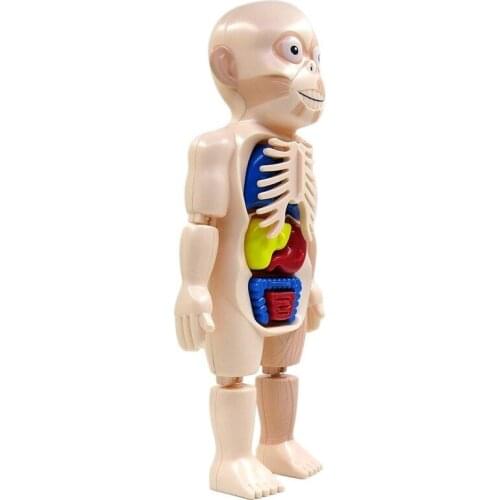 Montessori 3d puzzle Human Body Anatomy Toy Educational Learning DIY Assembled Toys Kits Body Organ Teaching Tools for children
