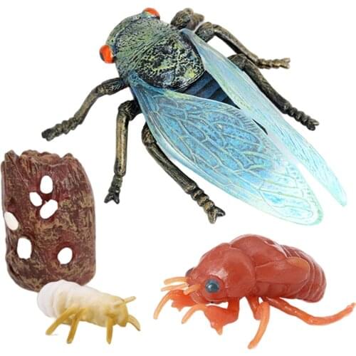 Lot of 4 Nature Cicada Growth Cycle Child Education Learning Teaching Toys，Realistic