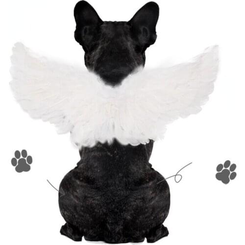 Black and White Devil and Angel Dog Collar Vest Pet Christmas Halloween Feather Wings Holiday Transformation Dogs Accessoires