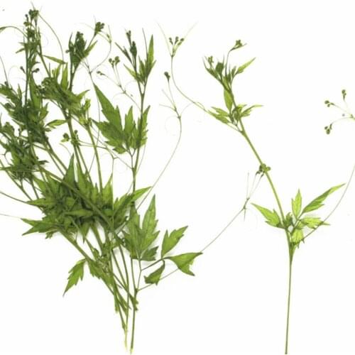 120pcs Pressed Dried Flower Cardiospermum Leaf Herbarium Epoxy Resin Jewelry Making Makeup Face Nail Art Craft DIY Accessories