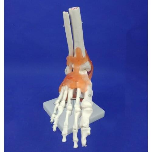 Life Size PVC Human Ankle Joints Model Foot Joint Model Human Body Ankle Joint Model Human PVC Skeleton Models
