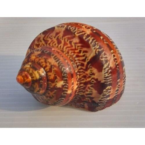 Natural Conch Seashells, Ancient Snails, Special Shells for Hermit Crabs, Fish Tanks, Decorative Aquarium Landscaping Ornaments