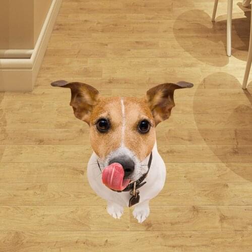 3D Effect Funny Dog Wall Stickers Floor Stickers for Kids Room Stickers Remover Art Stickers Wall Decals Pets Dogs Murals