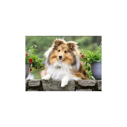 New 3D Diamond Embroidery Sheepdog picture of Rhinestones Mosaic Flower 5D DIY Diamond Painting Full square /Round Decor FG1136