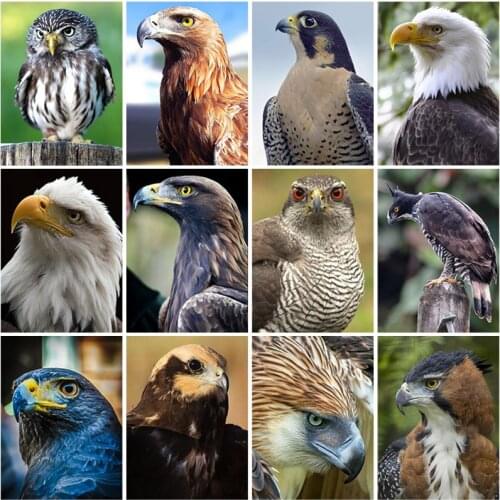 5D Diamond Painting Eagle Full Square Drill Needlework Art Diamond Embroidery Animal Mosaic Picture of Rhinestone Home Decor