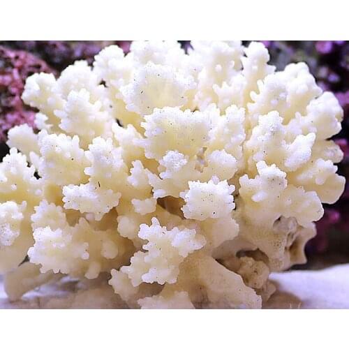 NATURAL SHELL CONCH WHITE CORAL REEF FISH TANK LANDSCAPING AQUARIUM DECORATIVE ORNAMENTS
