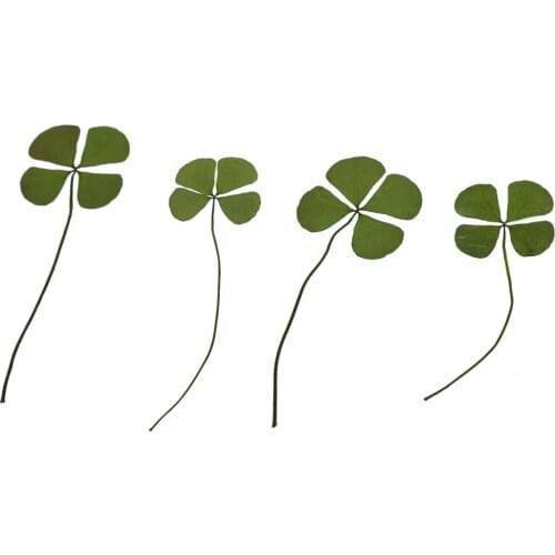 DIY 12 Real Pressed Leaves Embellishments Card Making Scrapbooking Craft Art for Home Phone Decoration Accessory Birthday Gift