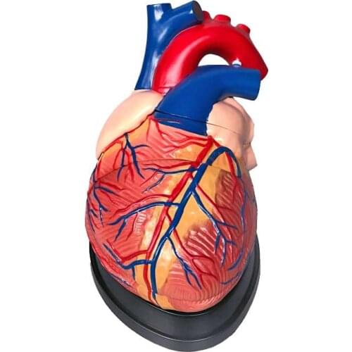 Heart Model Heart Anatomy Model Cardiovascular Arteriovenous Structure Making Teaching
