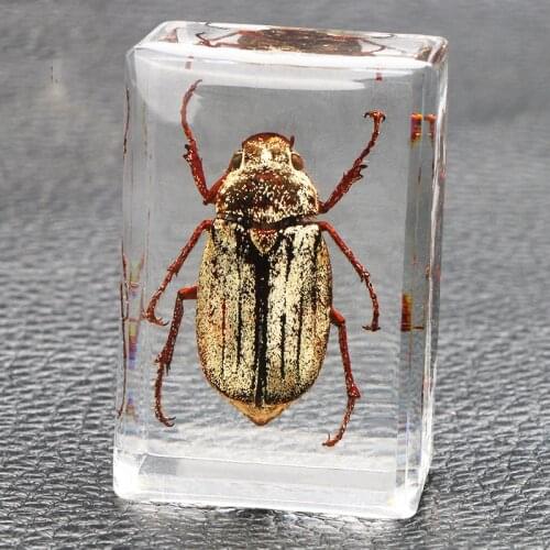 Декор для дома Beautiful Insect In Resin Animal Collection Paperweight Office Desk Men Women Biology Science Teacher Education