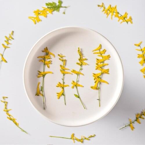 120pcs Pressed Dried Parrot Flower With Stem Plants For Epoxy Resin Pendant Necklace Jewelry Making Craft DIY Accessories