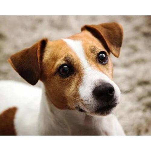 Diy Diamond Embroidery jack russell terrier 5d Full Square round Drill Diamond Painting Cross Stitch picture by number ZP-841