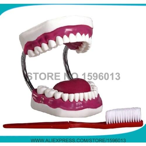 HOT Dental nursing care model , Dental Care Simulator,teeth model