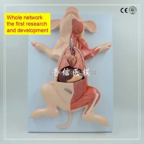 Free ship&Animal anatomy, pig anatomy, animal biology teaching model, muscle tissue.National first fetal pig anatomical model