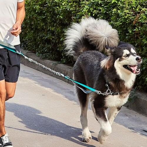 Retractable Hands Free Dog Leash for Running, Walking, Hiking, with Strong Dual Bungees for Large Dogs up to 150 lb