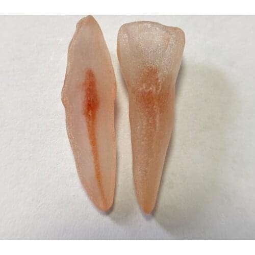 2Pis Upper Incisor A# Pulp Model Red Root Canal Dental Molar Blocks Endo Files Practice Student 3D Simulation Tooth Replicas
