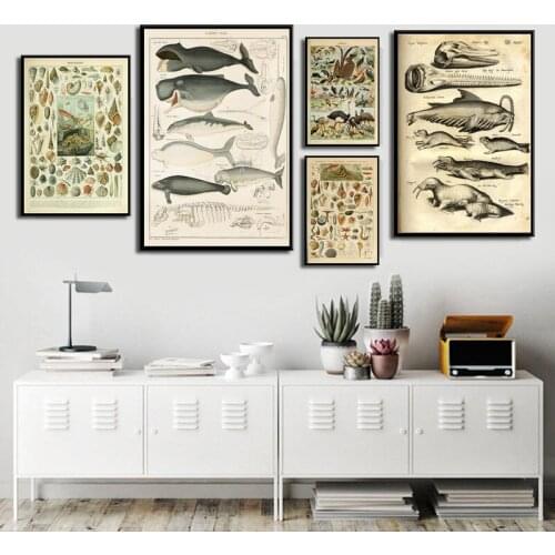 Marine Marine Life Shell Fish Animal Retro Illustration High Quality Canvas Painting High Quality Home And Room Decor No Frame