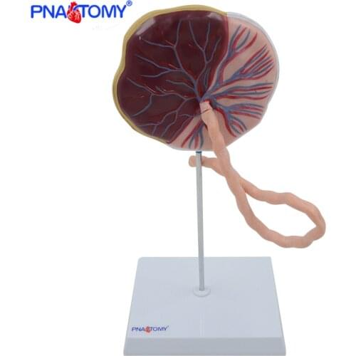 Anatomical placenta model fetus funicle anatomy model baby birth model medical teaching tool Life Size Educational Equipment
