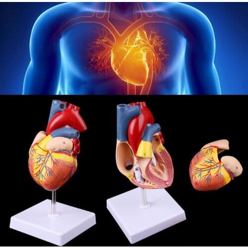 Disassembled Anatomical Human Heart Model Anatomy Medical Teaching Tool