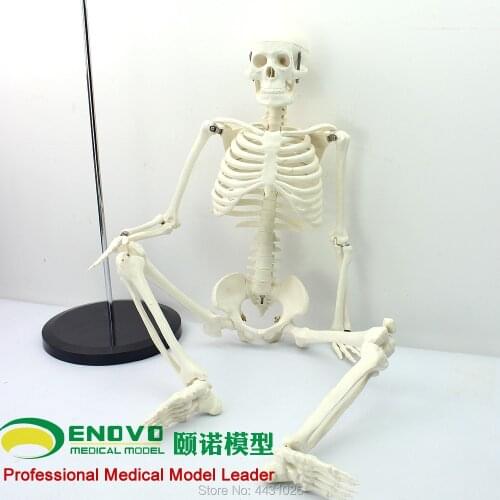 ENOVO Medical standard for fine arts and medicine 85CM skeleton model of human.skeleton model