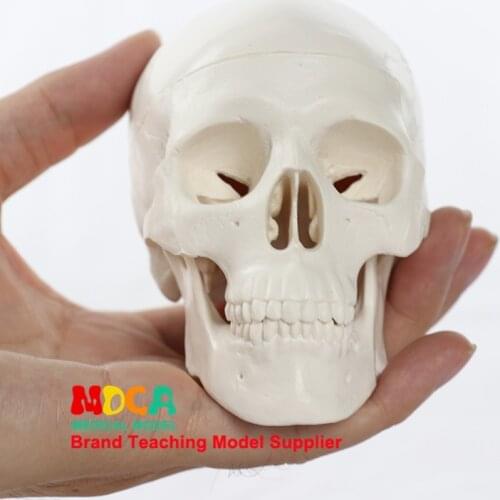 Resin Skull Medical Teaching Tool Primary Color Model 9.2*10*7cm