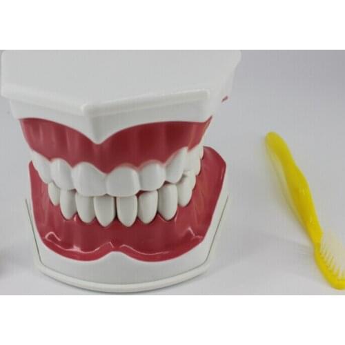 Dental materials and supplies dental teaching model equipment Children 's Oral cavity teaching